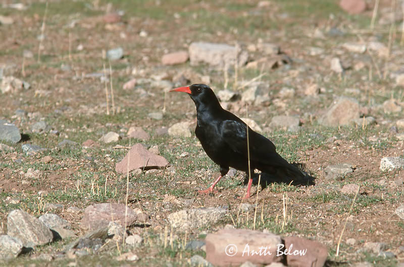 Avainsanat: Gralla de bec vermell Alpenkraai Red-billed Chough Alppivaris Crave à bec rouge Alpenkrähe Alpekråke Pyrrhocorax pyrrhocorax Chova Piquirroja Alpkråka
