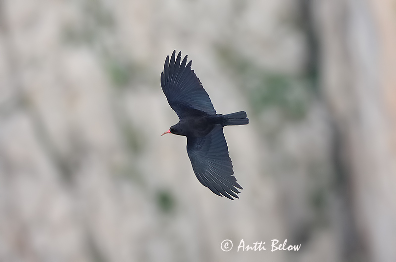 Avainsanat: Gralla de bec vermell Alpenkraai Red-billed Chough Alppivaris Crave à bec rouge Alpenkrähe Alpekråke Pyrrhocorax pyrrhocorax Chova Piquirroja Alpkråka