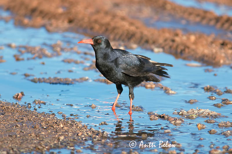Avainsanat: Gralla de bec vermell Alpenkraai Red-billed Chough Alppivaris Crave à bec rouge Alpenkrähe Alpekråke Pyrrhocorax pyrrhocorax Chova Piquirroja Alpkråka
