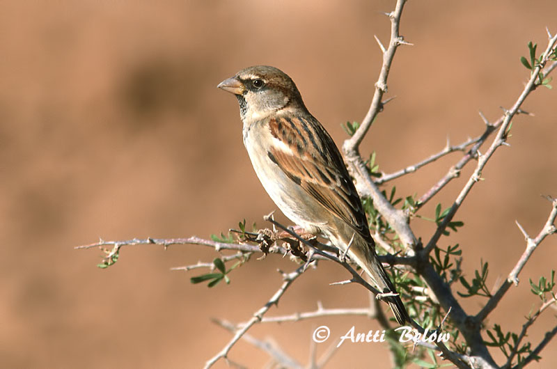 Avainsanat: Pardal comú Gråspurv Huismus House Sparrow Koduvarblane Varpunen Moineau domestique Haussperling Házi veréb Gráspör Passera europea Gråspurv Pardal-comum Passer domesticus Gorrión Común Gråsparv