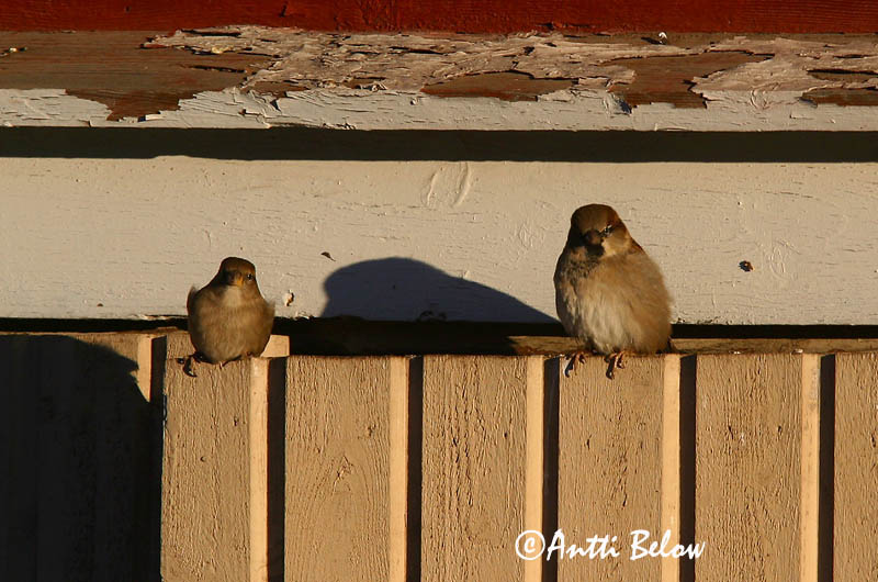 Avainsanat: Pardal comú Gråspurv Huismus House Sparrow Koduvarblane Varpunen Moineau domestique Haussperling Házi veréb Gráspör Passera europea Gråspurv Pardal-comum Passer domesticus Gorrión Común Gråsparv