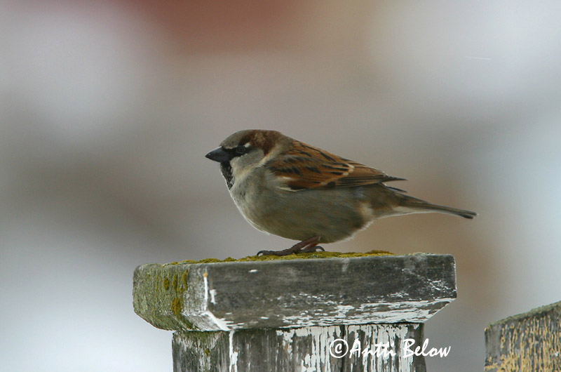 Avainsanat: Pardal comú Gråspurv Huismus House Sparrow Koduvarblane Varpunen Moineau domestique Haussperling Házi veréb Gráspör Passera europea Gråspurv Pardal-comum Passer domesticus Gorrión Común Gråsparv