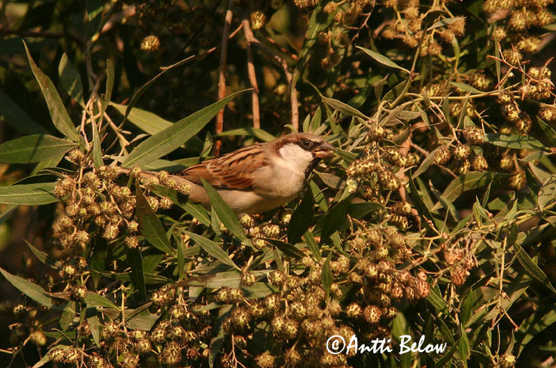 Avainsanat: Pardal comú Gråspurv Huismus House Sparrow Koduvarblane Varpunen Moineau domestique Haussperling Házi veréb Gráspör Passera europea Gråspurv Pardal-comum Passer domesticus Gorrión Común Gråsparv