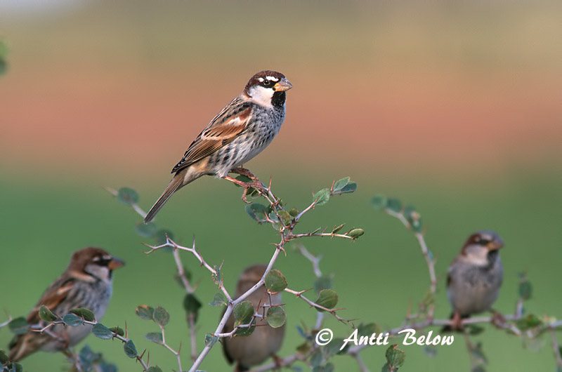 Avainsanat: Pardal de passa Spaanse mus Spanish Sparrow Pajuvarpunen Moineau espagnol Weidensperling Passera sarda Middelhavsspurv Passer hispaniolensis Gorrión Moruno Spansk sparv