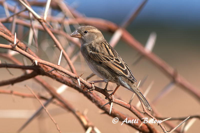 Avainsanat: Pardal de passa Spaanse mus Spanish Sparrow Pajuvarpunen Moineau espagnol Weidensperling Passera sarda Middelhavsspurv Passer hispaniolensis Gorrión Moruno Spansk sparv