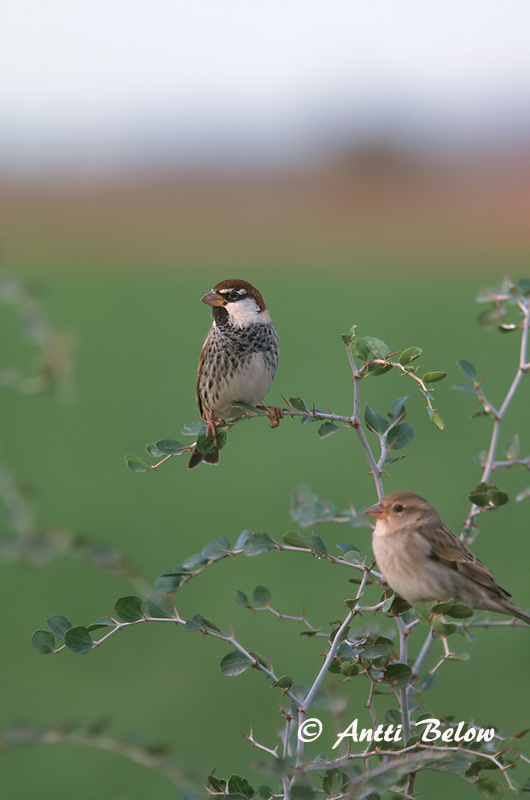 Avainsanat: Pardal de passa Spaanse mus Spanish Sparrow Pajuvarpunen Moineau espagnol Weidensperling Passera sarda Middelhavsspurv Passer hispaniolensis Gorrión Moruno Spansk sparv
