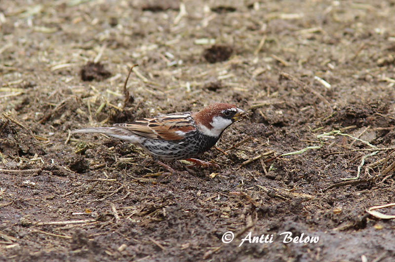 Avainsanat: Pardal de passa Spaanse mus Spanish Sparrow Pajuvarpunen Moineau espagnol Weidensperling Passera sarda Middelhavsspurv Passer hispaniolensis Gorrión Moruno Spansk sparv