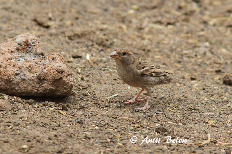 Avainsanat: Pardal de passa Spaanse mus Spanish Sparrow Pajuvarpunen Moineau espagnol Weidensperling Passera sarda Middelhavsspurv Passer hispaniolensis Gorrión Moruno Spansk sparv