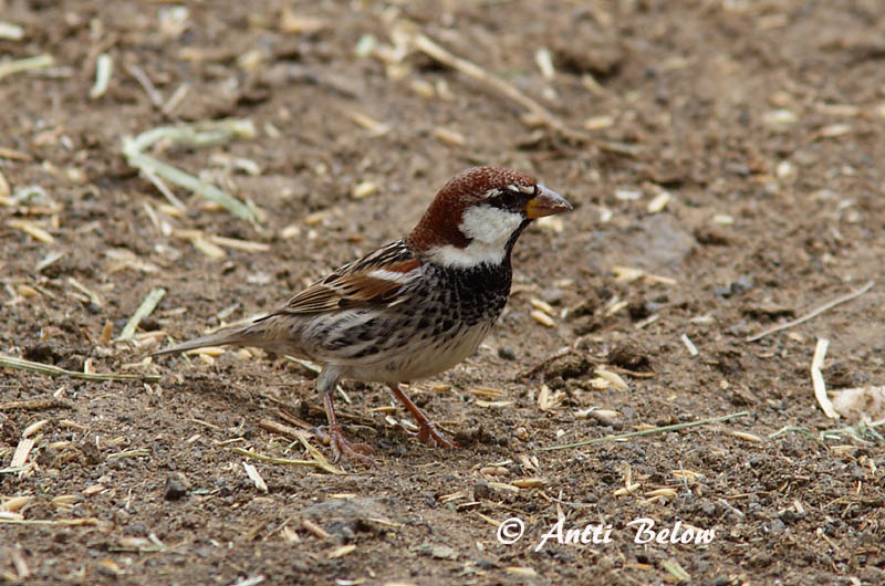 Avainsanat: Pardal de passa Spaanse mus Spanish Sparrow Pajuvarpunen Moineau espagnol Weidensperling Passera sarda Middelhavsspurv Passer hispaniolensis Gorrión Moruno Spansk sparv