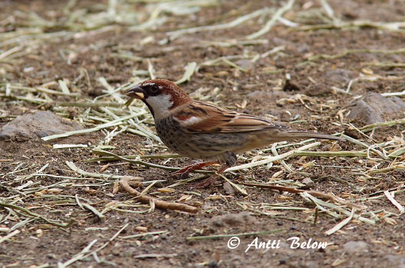 Avainsanat: Pardal de passa Spaanse mus Spanish Sparrow Pajuvarpunen Moineau espagnol Weidensperling Passera sarda Middelhavsspurv Passer hispaniolensis Gorrión Moruno Spansk sparv