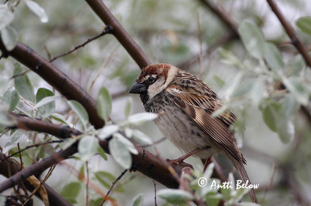 Avainsanat: Pardal de passa Spaanse mus Spanish Sparrow Pajuvarpunen Moineau espagnol Weidensperling Passera sarda Middelhavsspurv Passer hispaniolensis Gorrión Moruno Spansk sparv
