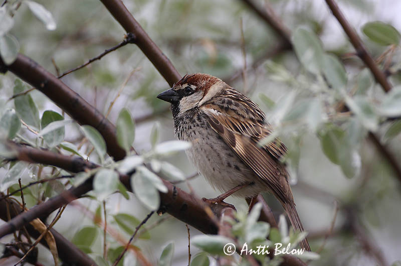 Avainsanat: Pardal de passa Spaanse mus Spanish Sparrow Pajuvarpunen Moineau espagnol Weidensperling Passera sarda Middelhavsspurv Passer hispaniolensis Gorrión Moruno Spansk sparv