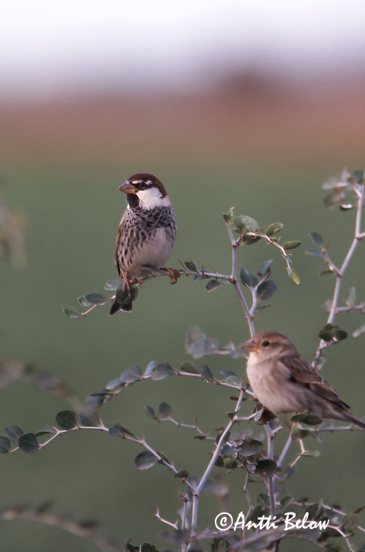scanned
Avainsanat: Pardal de passa Spaanse mus Spanish Sparrow Pajuvarpunen Moineau espagnol Weidensperling Passera sarda Middelhavsspurv Passer hispaniolensis Gorrión Moruno Spansk sparv
