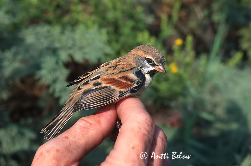 Avainsanat: Moabmus Dead Sea Sparrow Tamariskivarpunen Moineau de la mer Morte Moabsperling Passera del deserto Tamariskspurv Passer moabiticus Gorrión del Mar Muerto Tamarisksparv