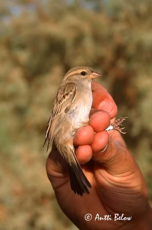 Avainsanat: Moabmus Dead Sea Sparrow Tamariskivarpunen Moineau de la mer Morte Moabsperling Passera del deserto Tamariskspurv Passer moabiticus Gorrión del Mar Muerto Tamarisksparv