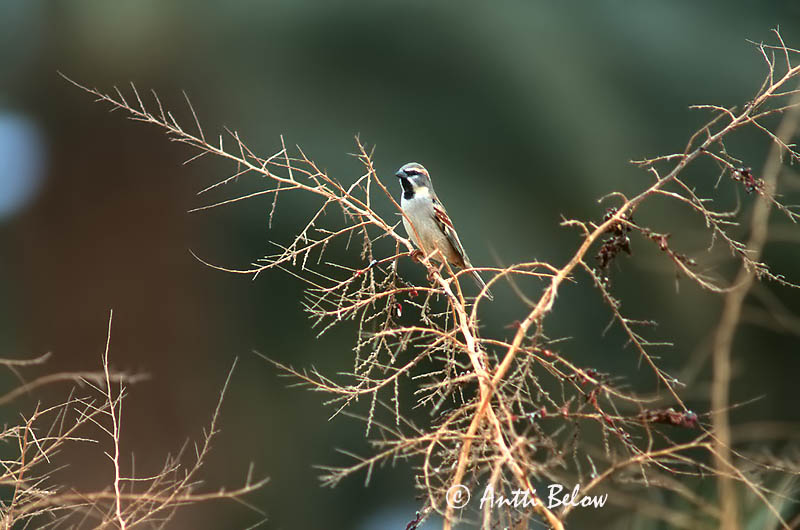 Avainsanat: Moabmus Dead Sea Sparrow Tamariskivarpunen Moineau de la mer Morte Moabsperling Passera del deserto Tamariskspurv Passer moabiticus Gorrión del Mar Muerto Tamarisksparv
