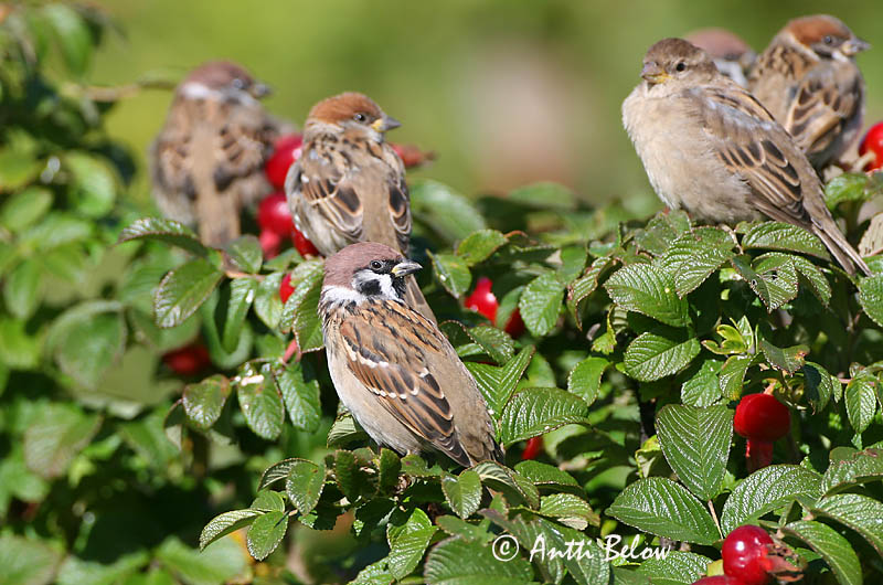 Avainsanat: Pardal xarrec Skovspurv Ringmus Eurasian Tree Sparrow Põldvarblane Pikkuvarpunen Moineau friquet Feldsperling Mezei veréb Trjáspör Passera mattugia Pilfink Pardal-montez Passer montanus Gorrión Molinero Pilfink