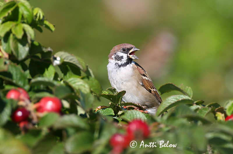 Avainsanat: Pardal xarrec Skovspurv Ringmus Eurasian Tree Sparrow Põldvarblane Pikkuvarpunen Moineau friquet Feldsperling Mezei veréb Trjáspör Passera mattugia Pilfink Pardal-montez Passer montanus Gorrión Molinero Pilfink