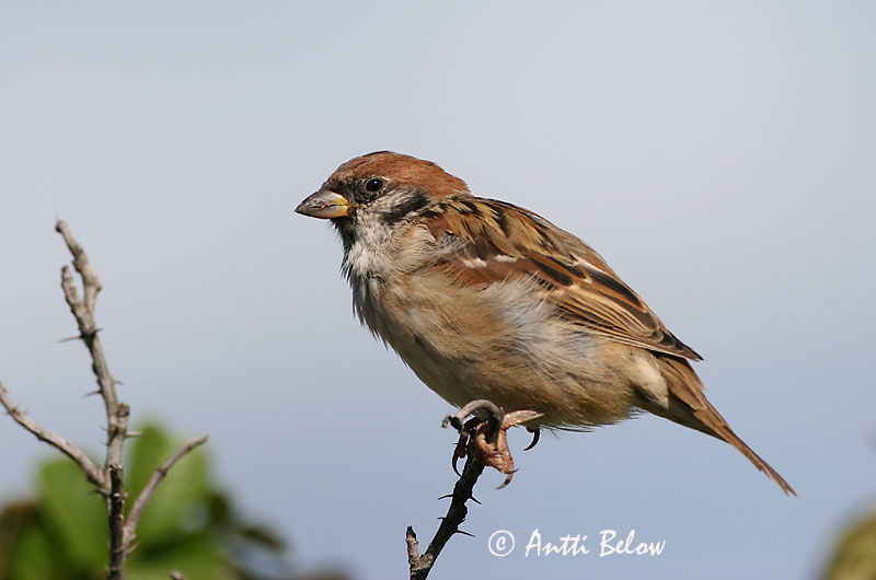 Avainsanat: Pardal xarrec Skovspurv Ringmus Eurasian Tree Sparrow Põldvarblane Pikkuvarpunen Moineau friquet Feldsperling Mezei veréb Trjáspör Passera mattugia Pilfink Pardal-montez Passer montanus Gorrión Molinero Pilfink