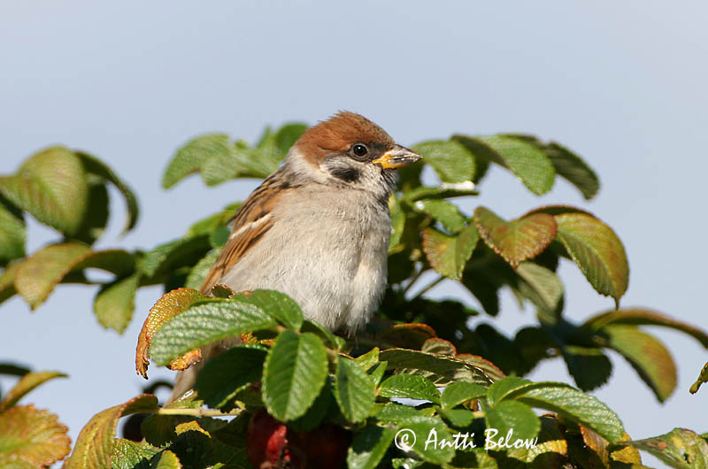 Avainsanat: Pardal xarrec Skovspurv Ringmus Eurasian Tree Sparrow Põldvarblane Pikkuvarpunen Moineau friquet Feldsperling Mezei veréb Trjáspör Passera mattugia Pilfink Pardal-montez Passer montanus Gorrión Molinero Pilfink