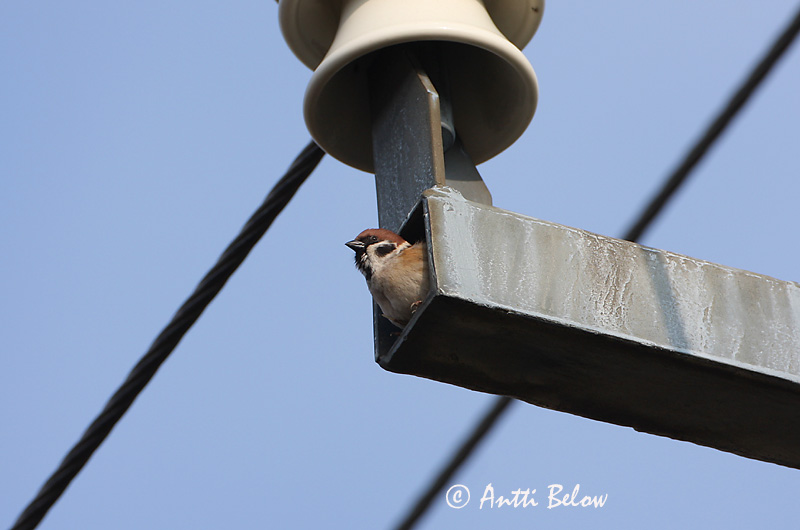 Avainsanat: Pardal xarrec Skovspurv Ringmus Eurasian Tree Sparrow Põldvarblane Pikkuvarpunen Moineau friquet Feldsperling Mezei veréb Trjáspör Passera mattugia Pilfink Pardal-montez Passer montanus Gorrión Molinero Pilfink