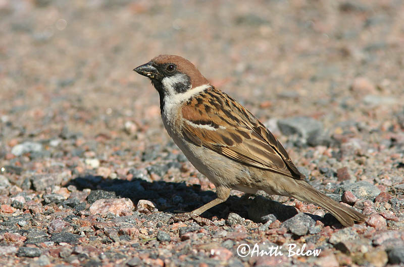 Avainsanat: Pardal xarrec Skovspurv Ringmus Eurasian Tree Sparrow Põldvarblane Pikkuvarpunen Moineau friquet Feldsperling Mezei veréb Trjáspör Passera mattugia Pilfink Pardal-montez Passer montanus Gorrión Molinero Pilfink