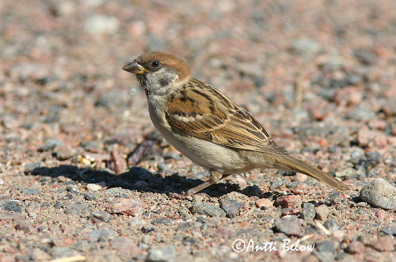 Avainsanat: Pardal xarrec Skovspurv Ringmus Eurasian Tree Sparrow Põldvarblane Pikkuvarpunen Moineau friquet Feldsperling Mezei veréb Trjáspör Passera mattugia Pilfink Pardal-montez Passer montanus Gorrión Molinero Pilfink