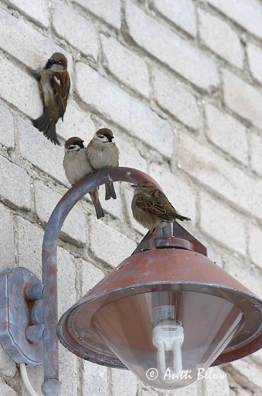 Avainsanat: Pardal xarrec Skovspurv Ringmus Eurasian Tree Sparrow Põldvarblane Pikkuvarpunen Moineau friquet Feldsperling Mezei veréb Trjáspör Passera mattugia Pilfink Pardal-montez Passer montanus Gorrión Molinero Pilfink