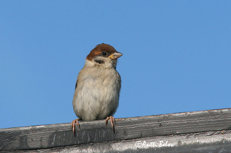 Avainsanat: Pardal xarrec Skovspurv Ringmus Eurasian Tree Sparrow Põldvarblane Pikkuvarpunen Moineau friquet Feldsperling Mezei veréb Trjáspör Passera mattugia Pilfink Pardal-montez Passer montanus Gorrión Molinero Pilfink