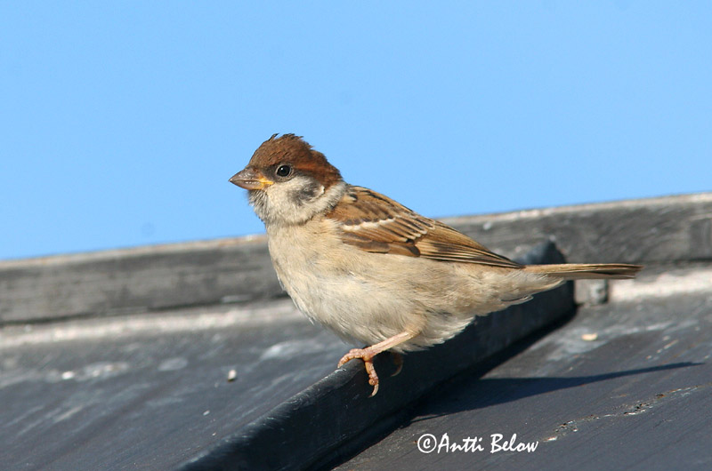 Avainsanat: Pardal xarrec Skovspurv Ringmus Eurasian Tree Sparrow Põldvarblane Pikkuvarpunen Moineau friquet Feldsperling Mezei veréb Trjáspör Passera mattugia Pilfink Pardal-montez Passer montanus Gorrión Molinero Pilfink