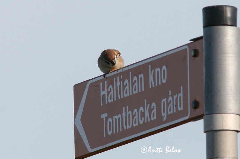 Avainsanat: Pardal xarrec Skovspurv Ringmus Eurasian Tree Sparrow Põldvarblane Pikkuvarpunen Moineau friquet Feldsperling Mezei veréb Trjáspör Passera mattugia Pilfink Pardal-montez Passer montanus Gorrión Molinero Pilfink