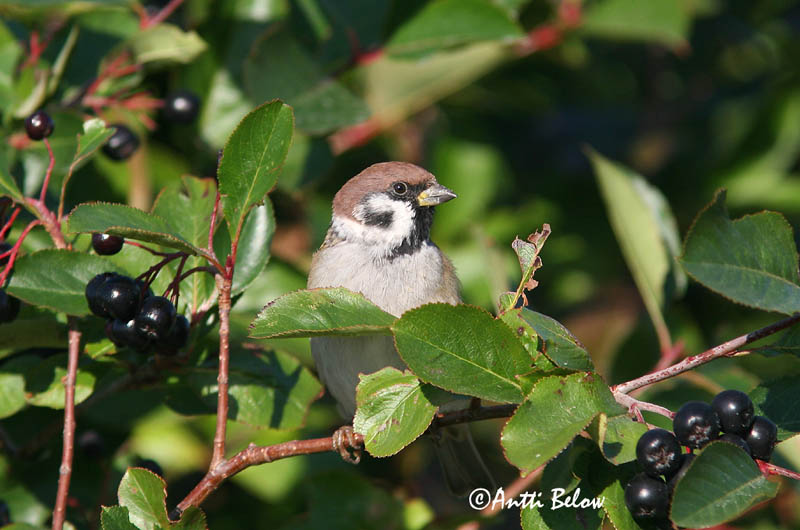 Avainsanat: Pardal xarrec Skovspurv Ringmus Eurasian Tree Sparrow Põldvarblane Pikkuvarpunen Moineau friquet Feldsperling Mezei veréb Trjáspör Passera mattugia Pilfink Pardal-montez Passer montanus Gorrión Molinero Pilfink