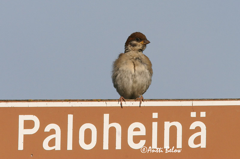 Avainsanat: Pardal xarrec Skovspurv Ringmus Eurasian Tree Sparrow Põldvarblane Pikkuvarpunen Moineau friquet Feldsperling Mezei veréb Trjáspör Passera mattugia Pilfink Pardal-montez Passer montanus Gorrión Molinero Pilfink