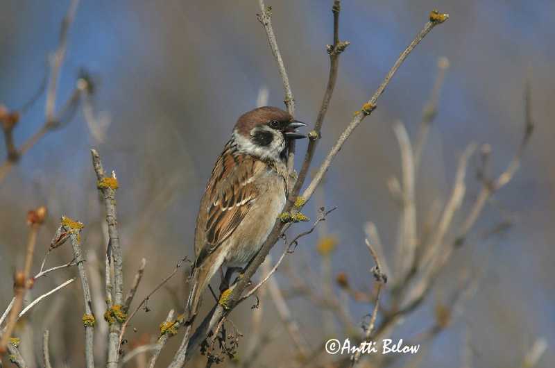 Avainsanat: Pardal xarrec Skovspurv Ringmus Eurasian Tree Sparrow Põldvarblane Pikkuvarpunen Moineau friquet Feldsperling Mezei veréb Trjáspör Passera mattugia Pilfink Pardal-montez Passer montanus Gorrión Molinero Pilfink