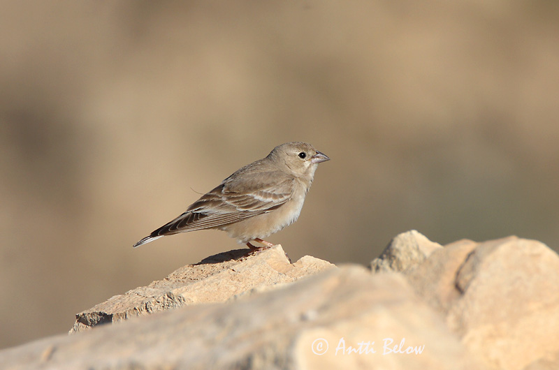 Avainsanat: Bleke rotsmus Pale Rock Sparrow Moineau pâle Fahlsperling Bleksteinspurv Petronia brachydactyla Gorrión Chillón Blek stensparv Arovarpunen