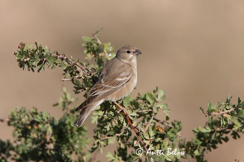 Avainsanat: Bleke rotsmus Pale Rock Sparrow Moineau pâle Fahlsperling Bleksteinspurv Petronia brachydactyla Gorrión Chillón Blek stensparv Arovarpunen