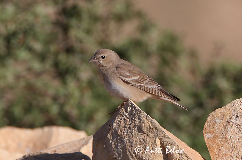 Avainsanat: Bleke rotsmus Pale Rock Sparrow Moineau pâle Fahlsperling Bleksteinspurv Petronia brachydactyla Gorrión Chillón Blek stensparv Arovarpunen