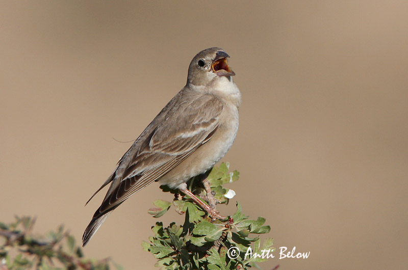 Avainsanat: Bleke rotsmus Pale Rock Sparrow Moineau pâle Fahlsperling Bleksteinspurv Petronia brachydactyla Gorrión Chillón Blek stensparv Arovarpunen