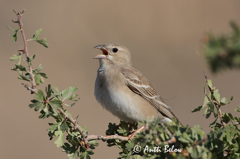 Avainsanat: Bleke rotsmus Arovarpunen Pale Rock Sparrow Moineau pâle Fahlsperling Bleksteinspurv Petronia brachydactyla Gorrión Chillón Blek stensparv