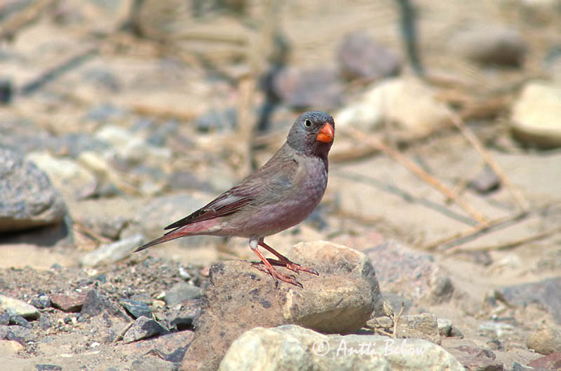 Avainsanat: Ørkendompap Woestijnvink Trumpeter Finch Aavikkotulkku Roselin githagine Sivatagi süvölto Lúðurfinka Trobettiere Pintarrôxo-trombeteiro Bucanetes githagineus Ökentrumpetare