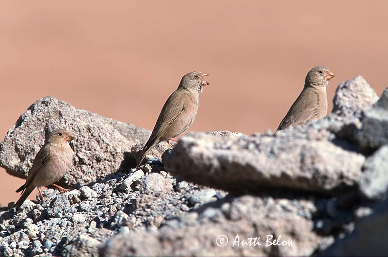 Avainsanat: Ørkendompap Woestijnvink Trumpeter Finch Aavikkotulkku Roselin githagine Sivatagi süvölto Lúðurfinka Trobettiere Pintarrôxo-trombeteiro Bucanetes githagineus Ökentrumpetare