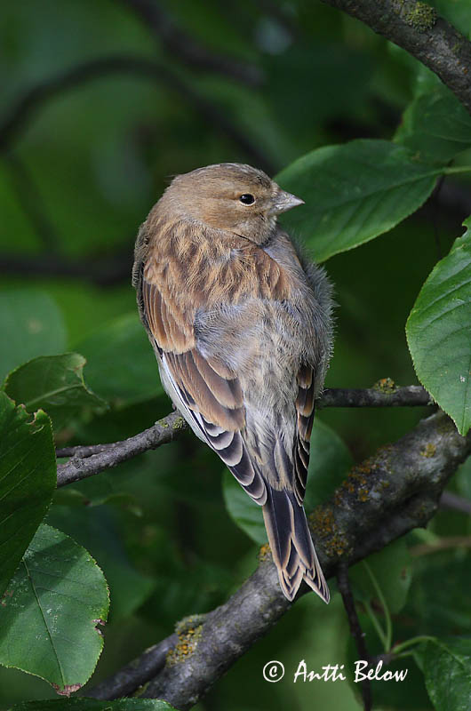 Avainsanat: Passerell comú Tornirisk Kneu Common Linnet Kanepilind Hemppo Linotte mélodieuse Bluthänfling Hänfling Kenderike Hörfinka Tornirisk Pintarrôxo-comum Carduelis cannabina Pardillo Común Hämpling