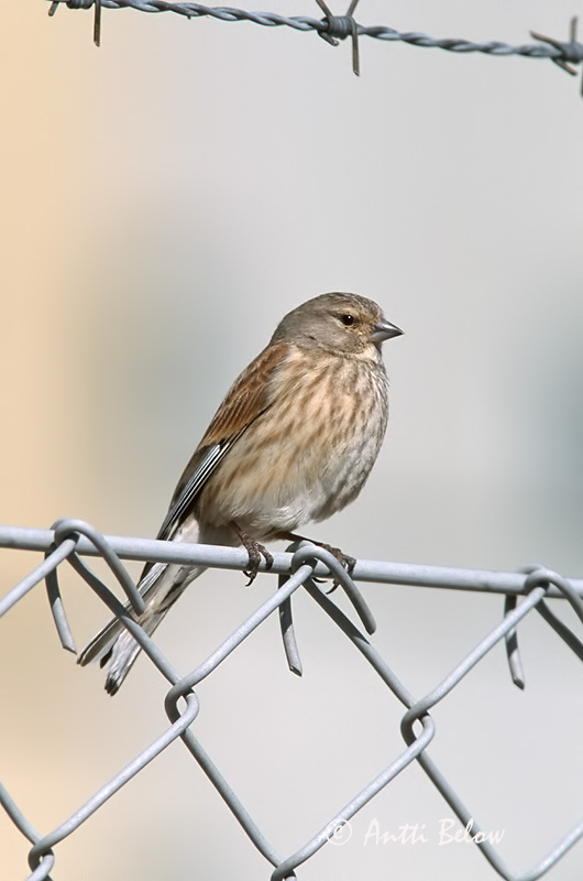 Avainsanat: Passerell comú Tornirisk Kneu Common Linnet Kanepilind Hemppo Linotte mélodieuse Bluthänfling Hänfling Kenderike Hörfinka Tornirisk Pintarrôxo-comum Carduelis cannabina Pardillo Común Hämpling