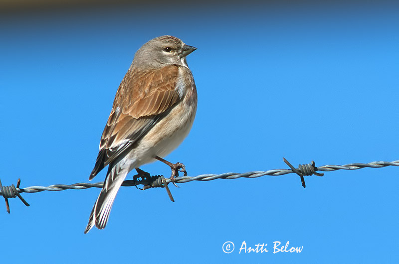 Avainsanat: Passerell comú Tornirisk Kneu Common Linnet Kanepilind Hemppo Linotte mélodieuse Bluthänfling Hänfling Kenderike Hörfinka Tornirisk Pintarrôxo-comum Carduelis cannabina Pardillo Común Hämpling