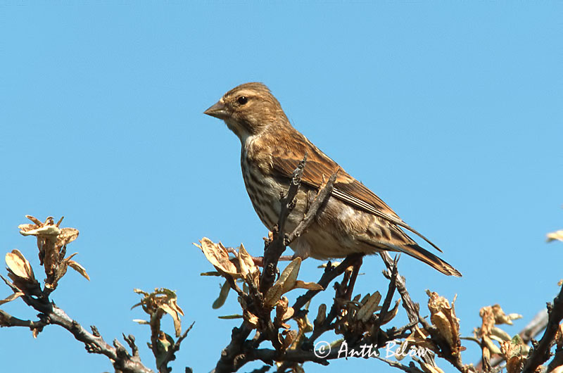 Avainsanat: Passerell comú Tornirisk Kneu Common Linnet Kanepilind Hemppo Linotte mélodieuse Bluthänfling Hänfling Kenderike Hörfinka Tornirisk Pintarrôxo-comum Carduelis cannabina Pardillo Común Hämpling