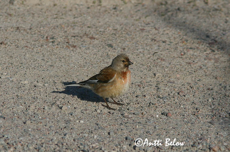 Avainsanat: Passerell comú Tornirisk Kneu Common Linnet Kanepilind Hemppo Linotte mélodieuse Bluthänfling Hänfling Kenderike Hörfinka Tornirisk Pintarrôxo-comum Carduelis cannabina Pardillo Común Hämpling