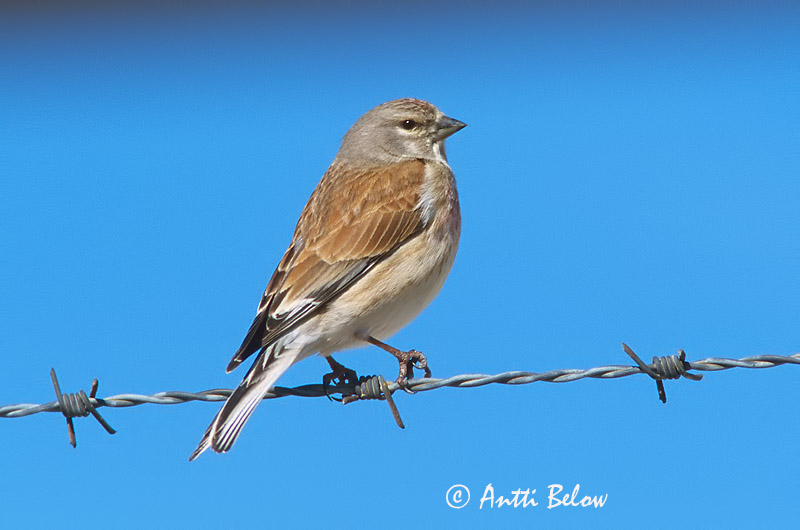 Avainsanat: Passerell comú Tornirisk Kneu Common Linnet Kanepilind Hemppo Linotte mélodieuse Bluthänfling Hänfling Kenderike Hörfinka Tornirisk Pintarrôxo-comum Carduelis cannabina Pardillo Común Hämpling