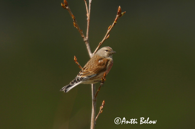 Avainsanat: Passerell comú Tornirisk Kneu Common Linnet Kanepilind Hemppo Linotte mélodieuse Bluthänfling Hänfling Kenderike Hörfinka Tornirisk Pintarrôxo-comum Carduelis cannabina Pardillo Común Hämpling