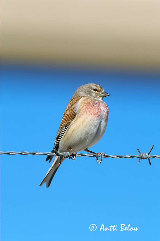 Avainsanat: Passerell comú Tornirisk Kneu Common Linnet Kanepilind Hemppo Linotte mélodieuse Bluthänfling Hänfling Kenderike Hörfinka Tornirisk Pintarrôxo-comum Carduelis cannabina Pardillo Común Hämpling