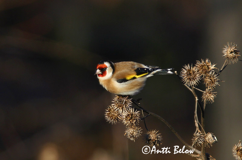 Avainsanat: Cadernera Stillits Putter European Goldfinch Ohakalind Tikli Chardonneret élégant Stieglitz Distelfink Tengelic Þistilfinka Stillits Pintassilgo Carduelis carduelis Jilguero Steglits